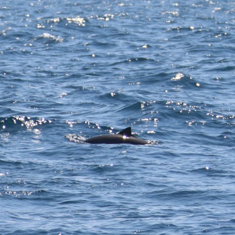 Dolphin fin breaking surface of wavy ocean water under blue sky.