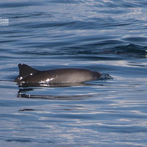 Porpoise swimming in calm ocean waters with a logo in the top left corner.