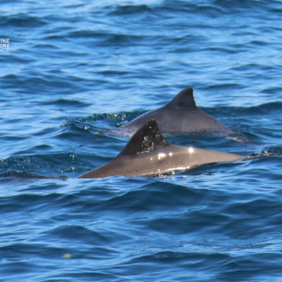 Two dolphins swimming in the ocean with visible dorsal fins.