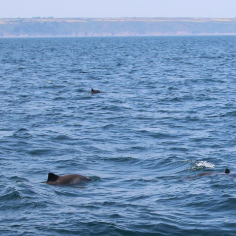Three dolphins swimming near the ocean surface with hilly coastline in the background.