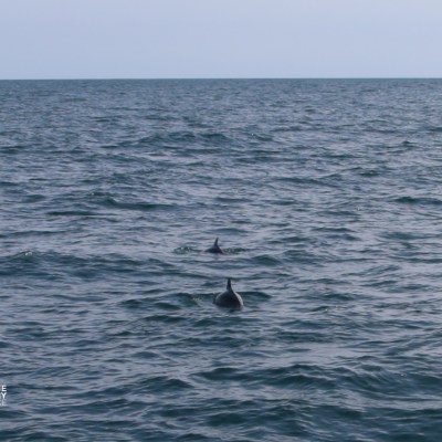 Two porpoises swimming in the ocean under a clear sky.