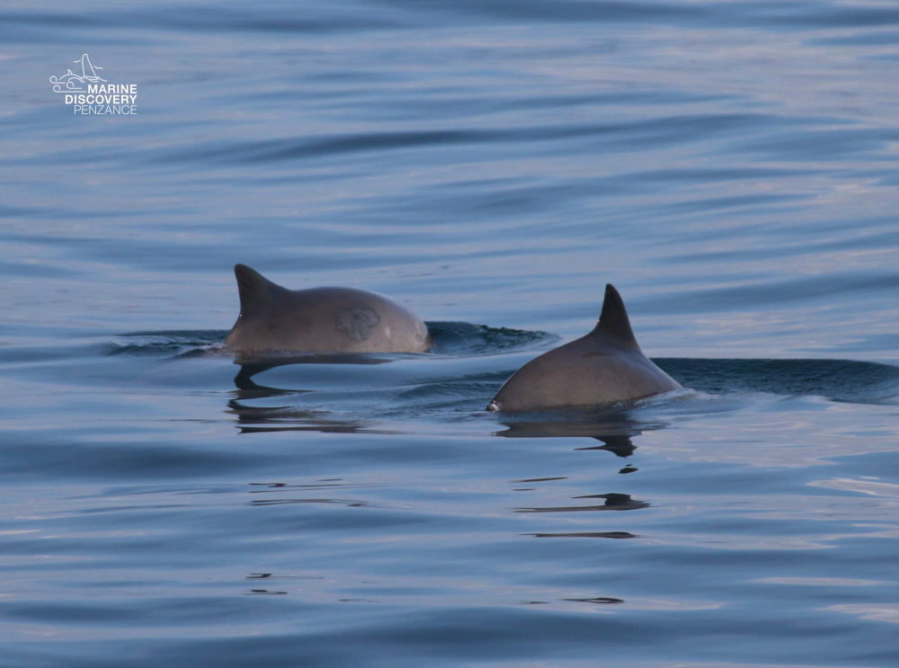 Two porpoises swimming in calm blue water.