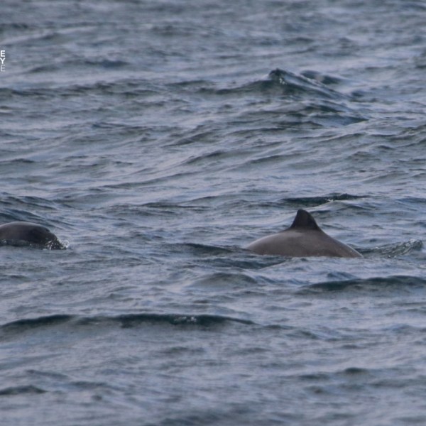Two dolphins swimming in choppy sea with dorsal fins visible.