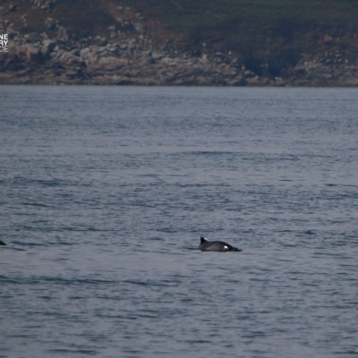 Two dolphins swimming near a sailboat on the ocean.