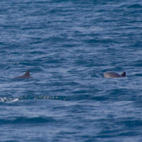 Two dolphins swimming in open ocean with visible fins.