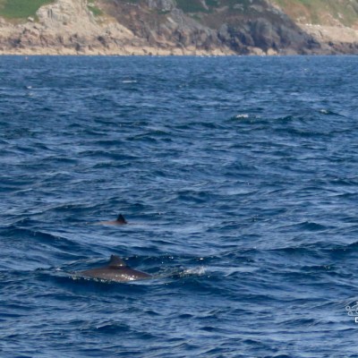 Two dolphins swimming in the ocean near a rocky coastline.