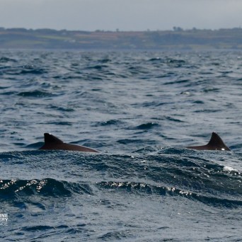 Two porpoises swimming in the sea with land in the background.