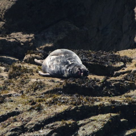 Seal resting on rocky shore with seaweed.