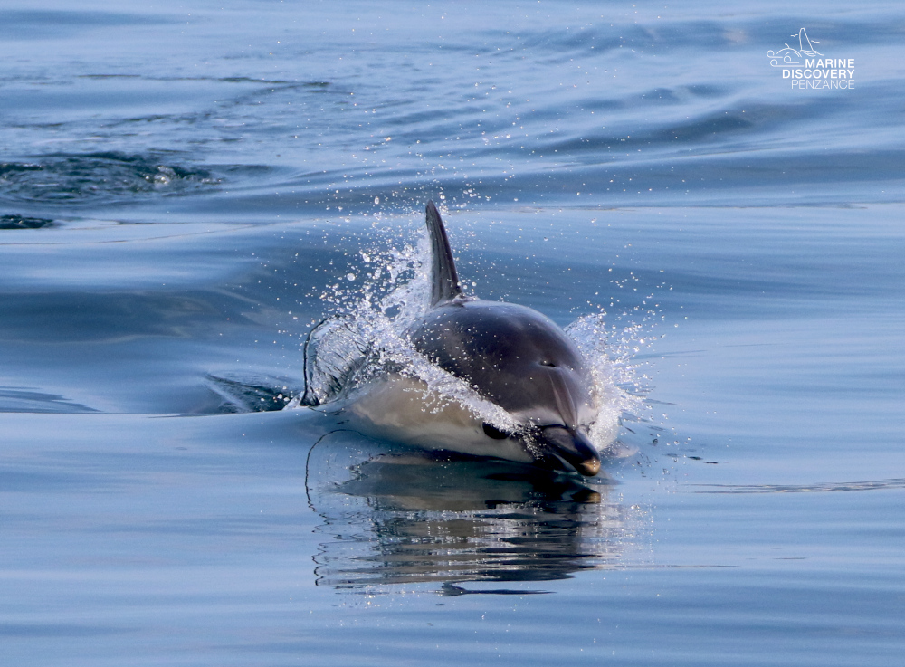 Dolphin swimming and splashing in calm blue water.