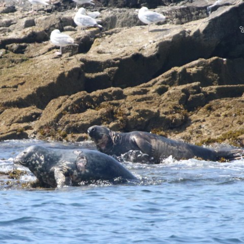 Seals resting on rocky shore with seagulls nearby.