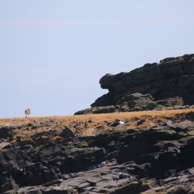 Seagulls resting on rocky cliff with clear sky background.