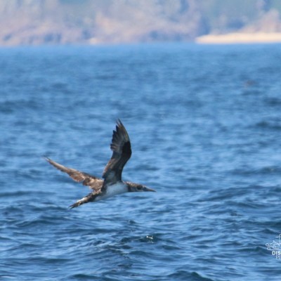 Bird flying low over the ocean with distant cliffs in background.