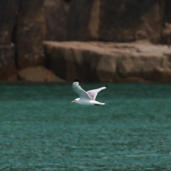 Kittiwake flying over turquoise water near rocky cliffs.