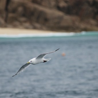 Seagull flying over water with distant rocky shoreline.