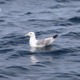 Seagull floating on gentle ocean waves.