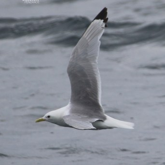 A seagull with gray and white plumage flying over the ocean.