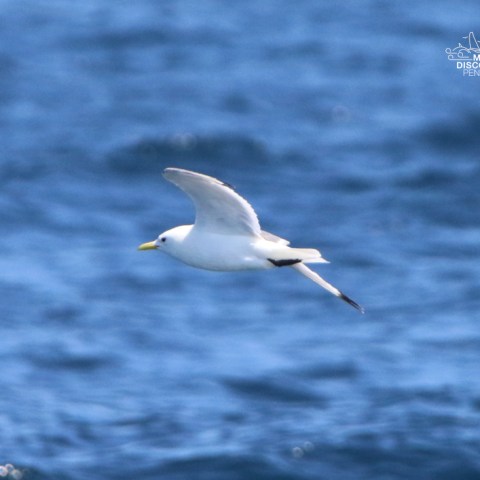 Seagull flying over the ocean with blurred waves in the background.