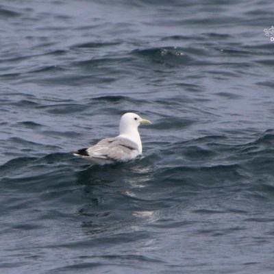 Seagull floating on wavy sea surface with distant view.