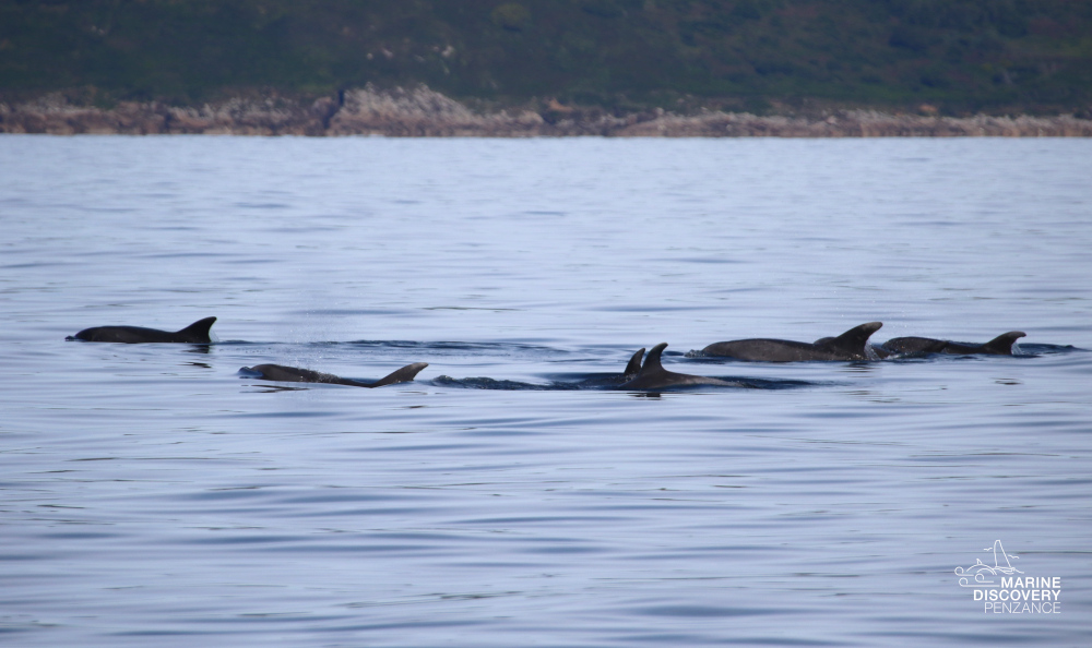 Several dolphins swimming near the ocean surface.