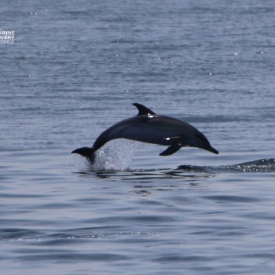 Dolphin leaping out of the water in a calm sea.