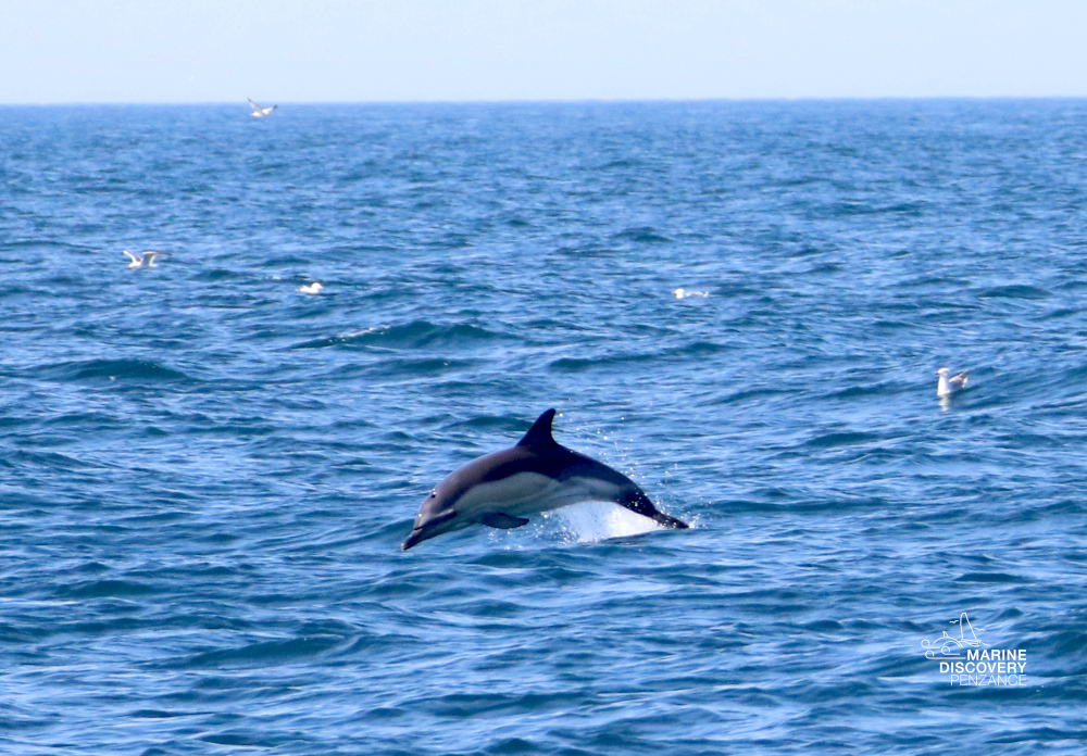 Dolphin jumps above the ocean with seagulls flying nearby.