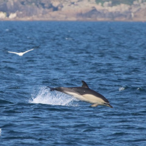 Dolphin jumping out of the ocean near a bird, with rocky coastline in the background.