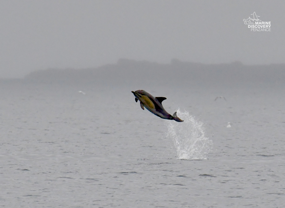 Dolphin leaping from the water on a foggy day.