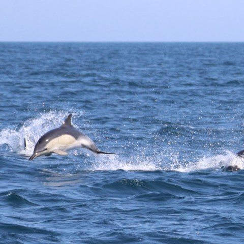 Dolphins leaping out of the ocean water on a sunny day.