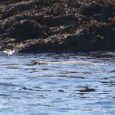 Seal swimming near rocky shore with seaweed.