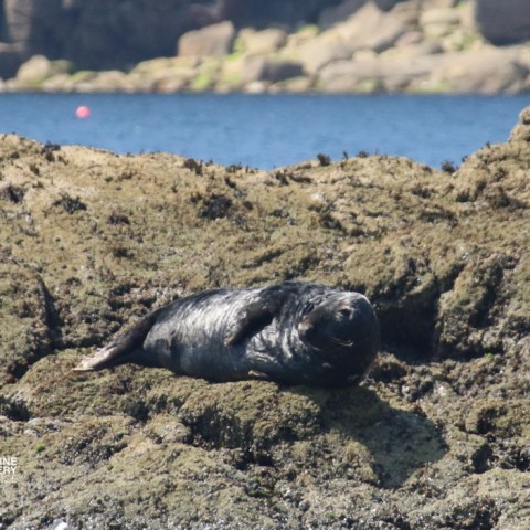 Seal lying on rocky shore by the sea, basking in sunlight.