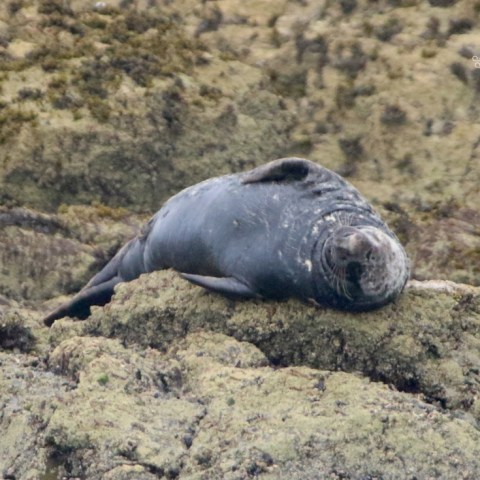 Seal lying on rocky terrain, resting on its side.