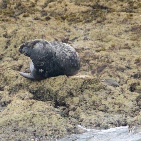 Seal resting on rocky shore surrounded by seaweed and water.