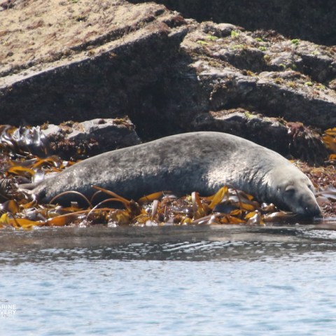 Seal resting on rocky shore with seaweed near water