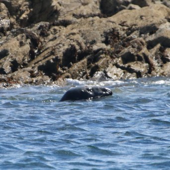 Seal swimming near rocky shore with logo in corner.