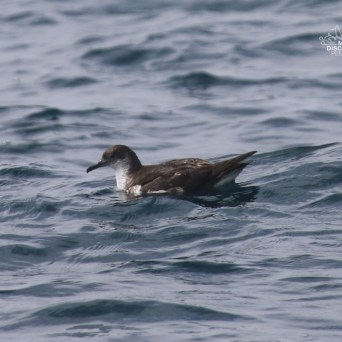 Brown and white seabird floating on ocean waves.