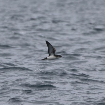 Bird flying low over ocean waves with gray sky.