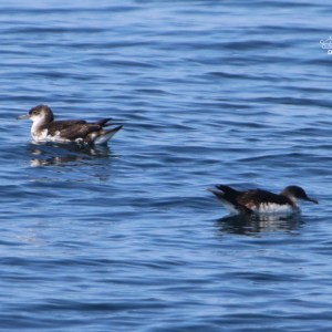Two birds swimming on a calm, blue water surface.