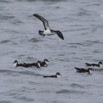 Seabirds swimming in water, one in flight above others.