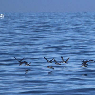 Flock of birds flying low over the ocean surface.