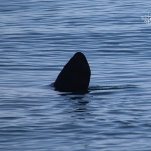 Silhouette of a fin above the surface of calm water.