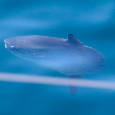 A sunfish swimming just below the water's surface.