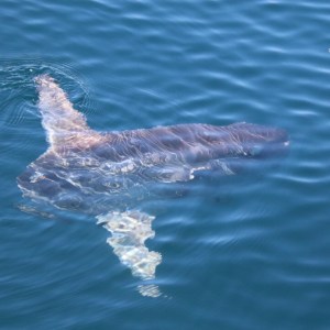 A sunfish swimming near the water's surface.