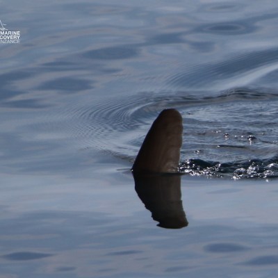 Fish fin protruding from calm water surface.