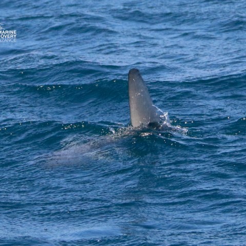 Fin of a marine animal visible above ocean waves.