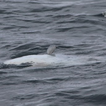 White marine animal with fins partially submerged in the ocean.