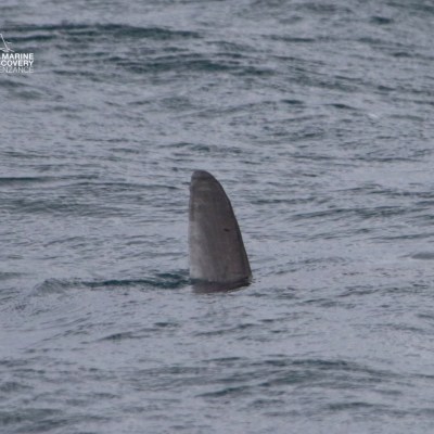 A sunfish fin protruding from the ocean water.