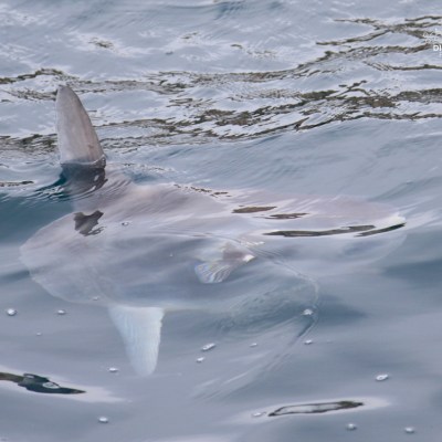 Large fish swimming near water's surface with dorsal fin visible.