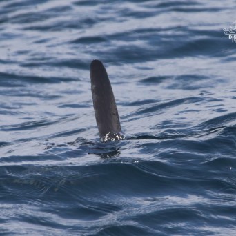 Dorsal fin of a shark emerging from the ocean surface.