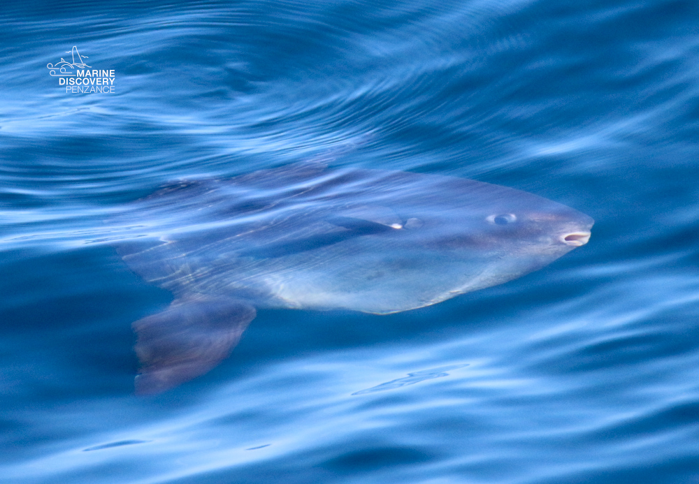 Ocean sunfish swimming underwater with a fin visible above the surface.
