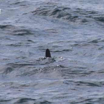 Fin of marine animal above water surface in the ocean.